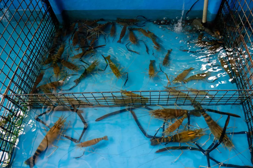 In aquaculture coagulation and flocculation processes are often used to remove suspended solid particles made of organic matter to improve water quality and maintain healthy aquatic conditions for fish, shrimp, prawn and other aquatic animals and plants. BOD and COD are important indicators of water quality and monitoring them can help improve fish and shrimp farming