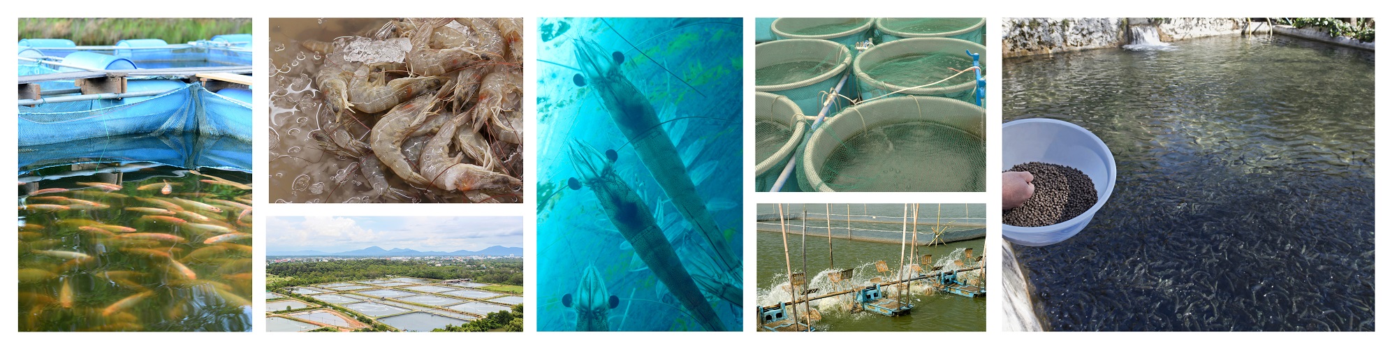 understand the various actors affecting shrimp aquaculture from feed quality, water aquality, water recycling process, diseases caused by natural and human interventions to importance of soil quality, nutrient availability, microbiome communities in pond and lake water. shrimp farming can get affected by stunted growth of species, decreased survival rates, increase suscepibility to disease. deficiency of calcium in water causes bad effect on aquatic produce
