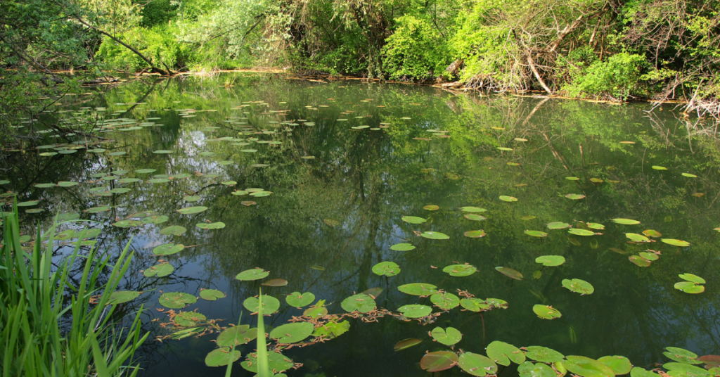 Bio Clean Lake Pond & Lake Cleaner | Bioremediation & Microbial Cultures