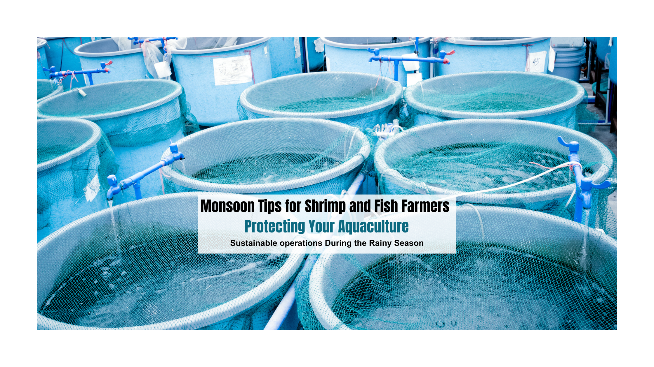 Monsoon Tips for Shrimp and Fish Farmers Protecting Your Aquaculture