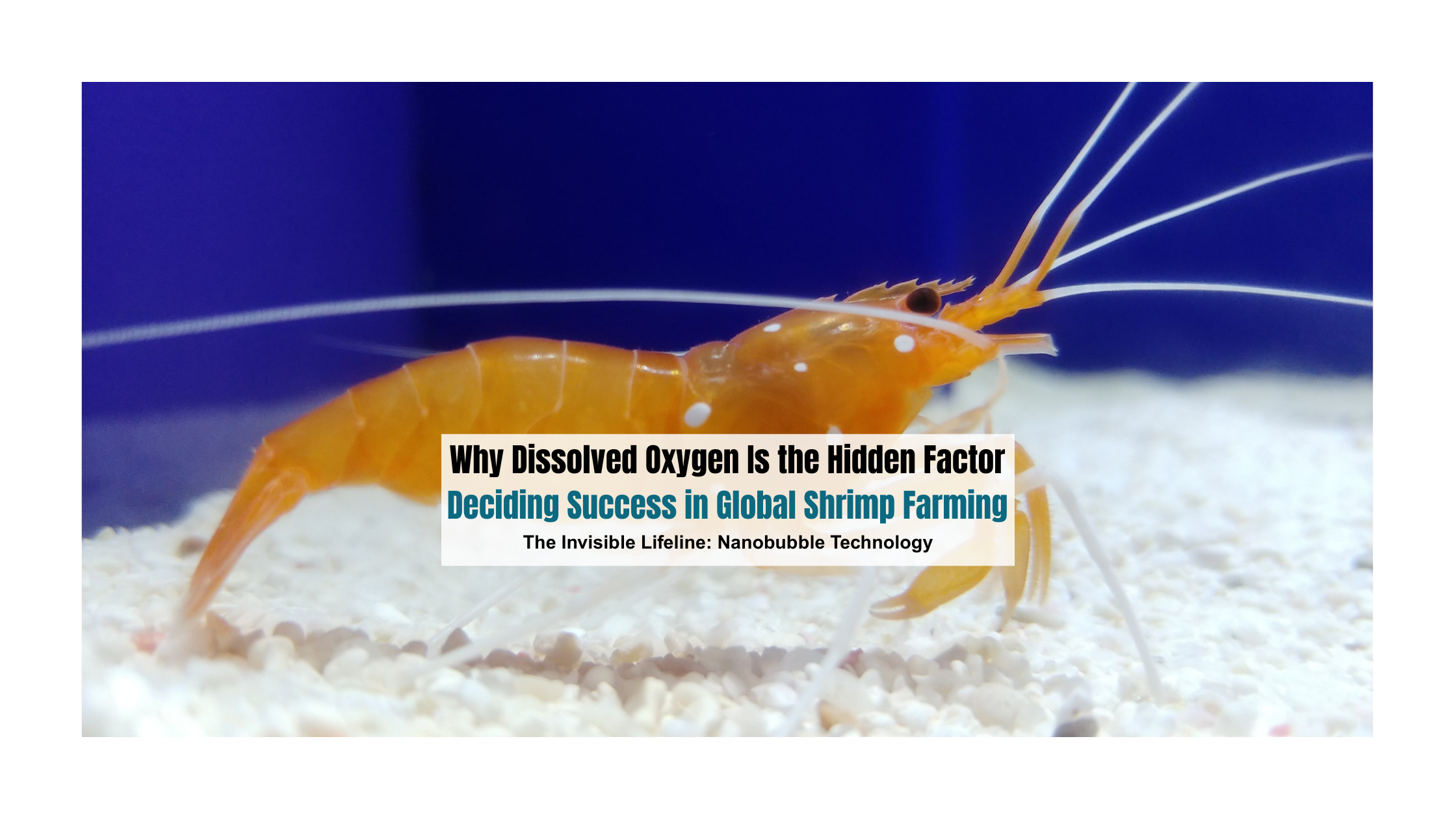 SHRIMP AQUACULTURE