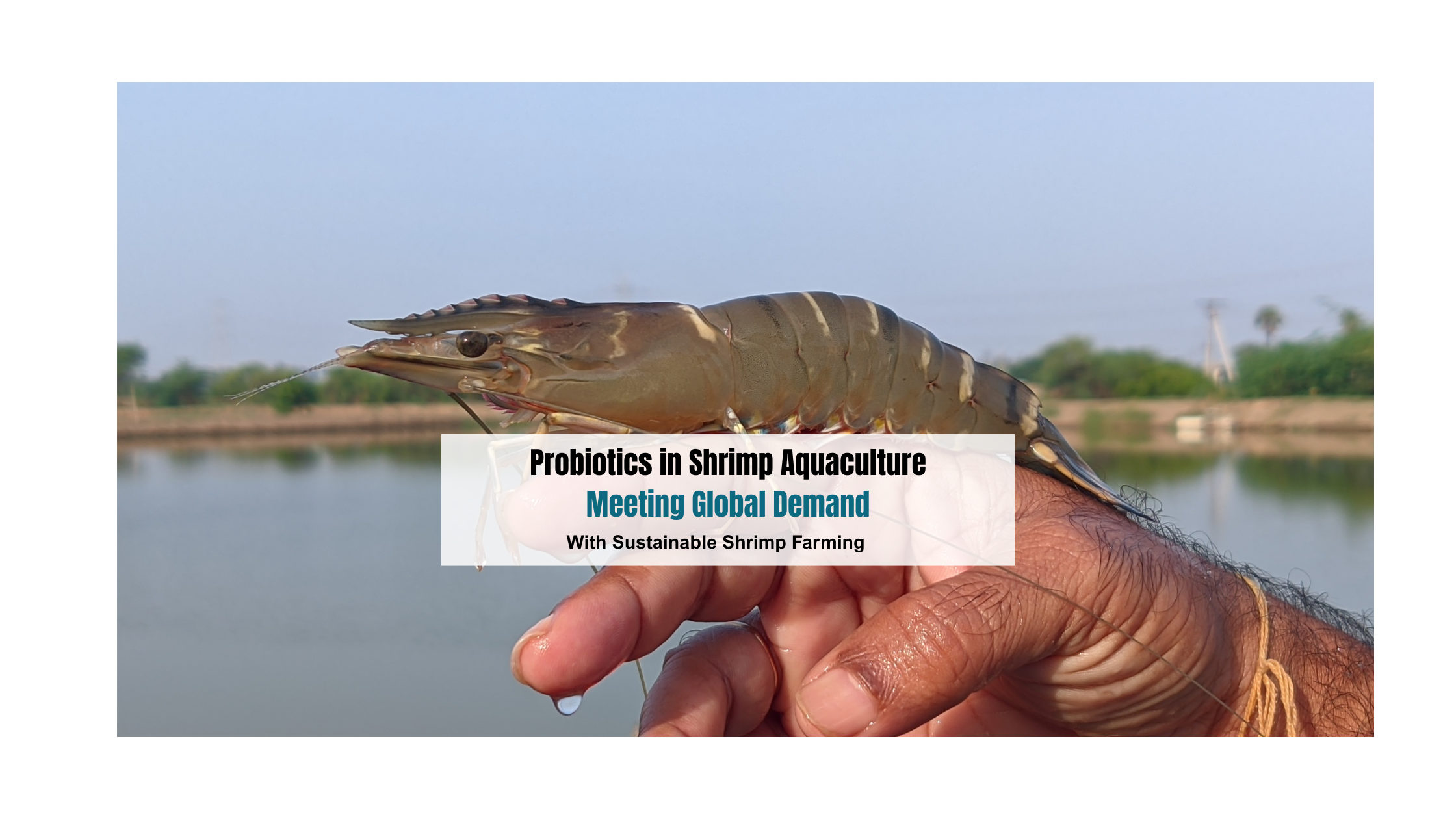 Probiotics in Shrimp Aquaculture: Meeting Global Demand Through Sustainable Farming and Modern Innovation