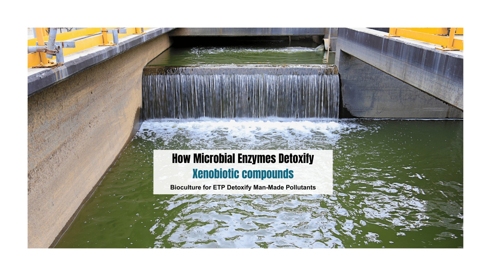 How Microbial Enzymes Detoxify Man-Made Pollutants
