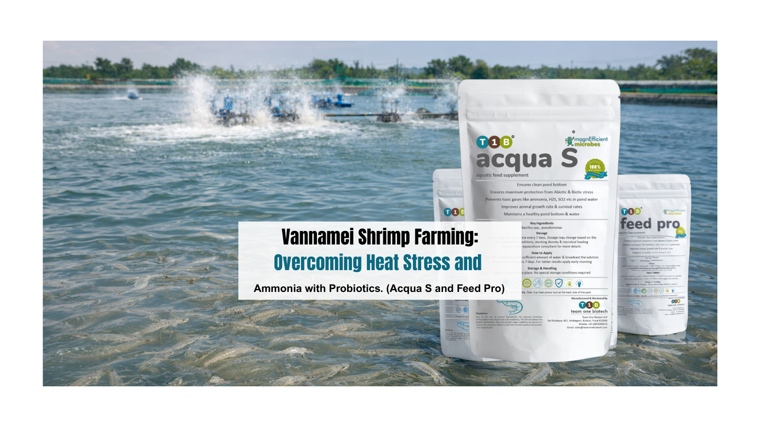 Vannamei Shrimp Farming: Overcoming Heat Stress and Ammonia with Probiotics. (Acqua S, Feed Pro)