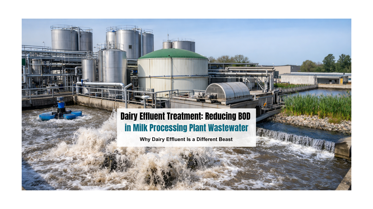 Dairy Effluent Treatment: Reducing BOD in Milk Processing Plant Wastewater