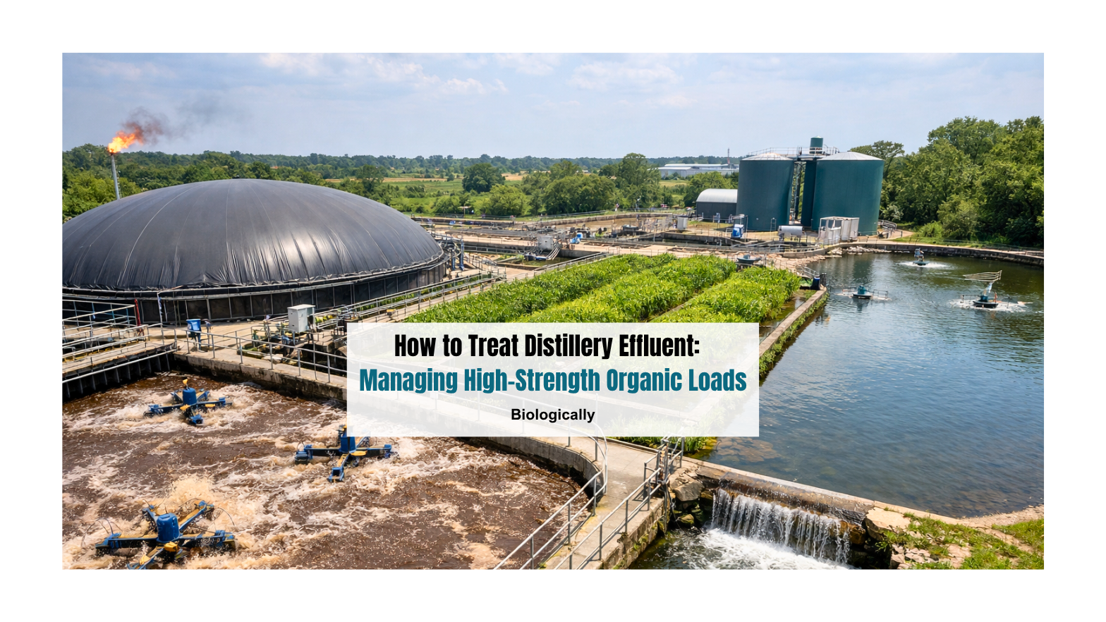 How to Treat Distillery Effluent: Managing High-Strength Organic Loads Biologically