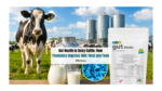Gut Health in Dairy Cattle: How Probiotics Improve Milk Yield and Feed Efficiency