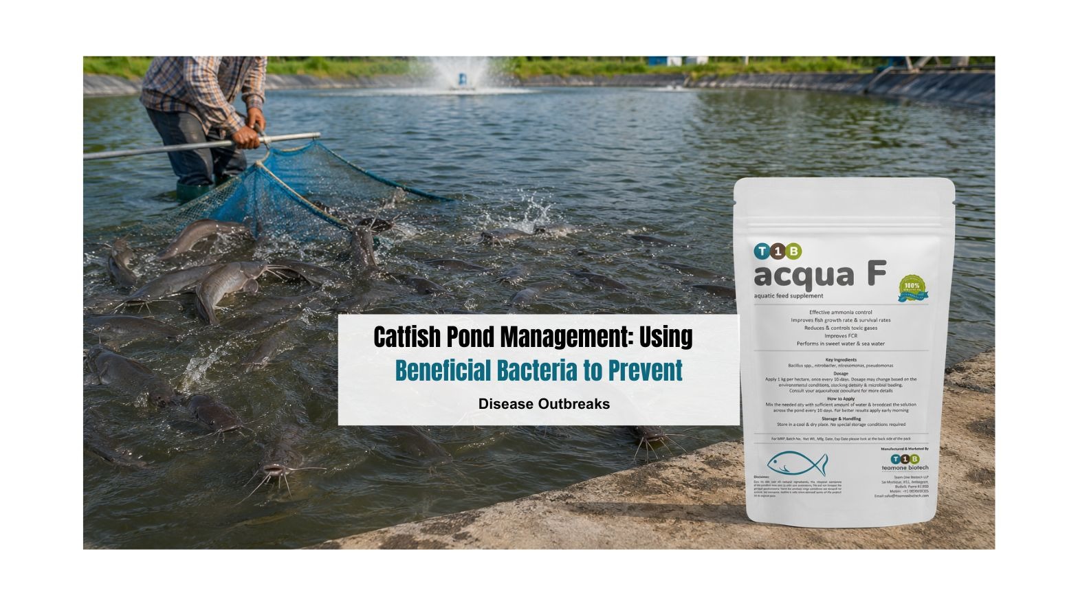 Catfish Pond Management: Using Beneficial Bacteria to Prevent Disease Outbreaks