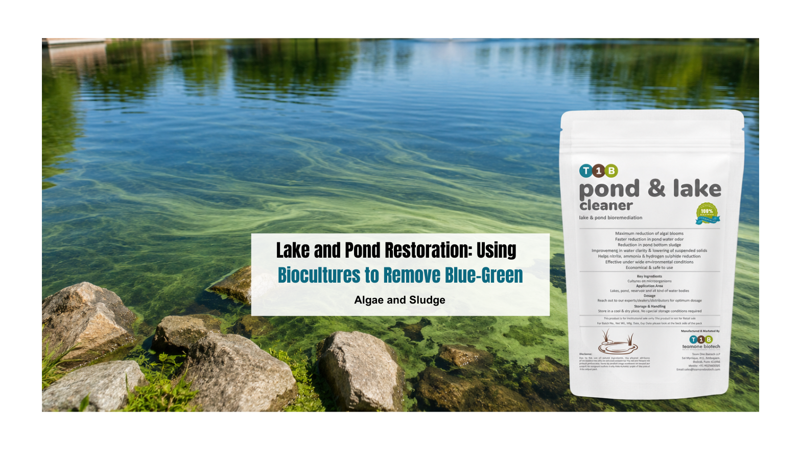 Lake and Pond Restoration: Using Biocultures to Remove Blue-Green Algae and Sludge