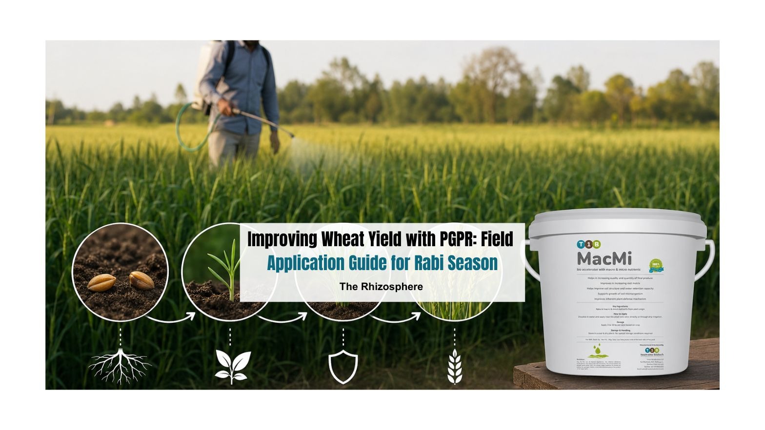 Improving Wheat Yield with PGPR: Field Application Guide for Rabi Season