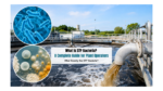 What Is STP Bacteria? A Complete Guide for Plant Operators